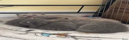 British Shorthair cats for sale: Blue and lilac British shorthair kittens  - Advert 4