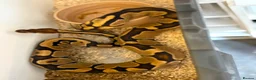 Python Snake reptiles for sale: Royal pythons  - Advert 23