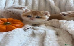 British Shorthair cats for sale: 🧡Exceptional golden British Shorthair🧡 - Image 11