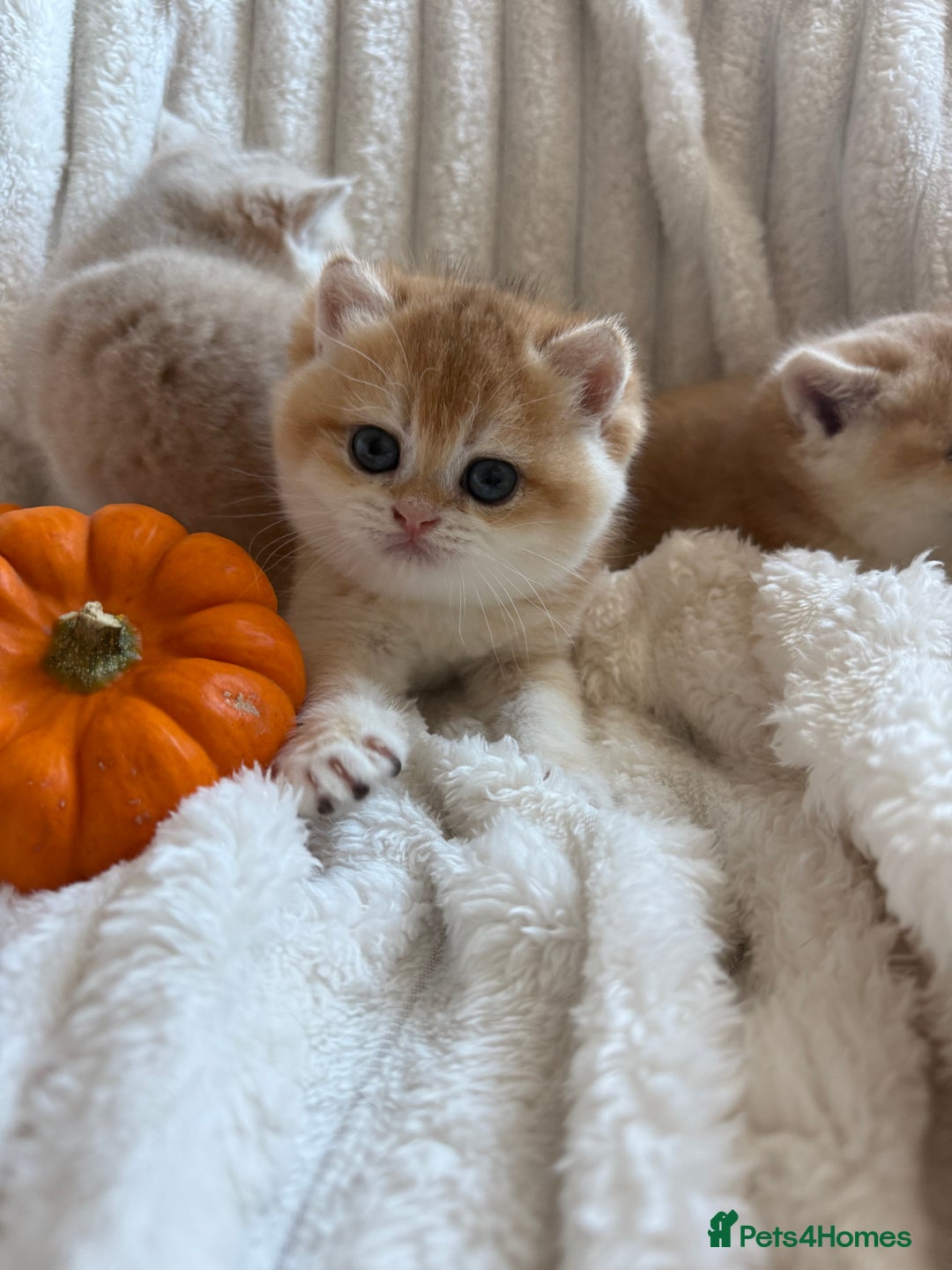 British Shorthair cats for sale: 🧡Exceptional golden British Shorthair🧡 - Image 11