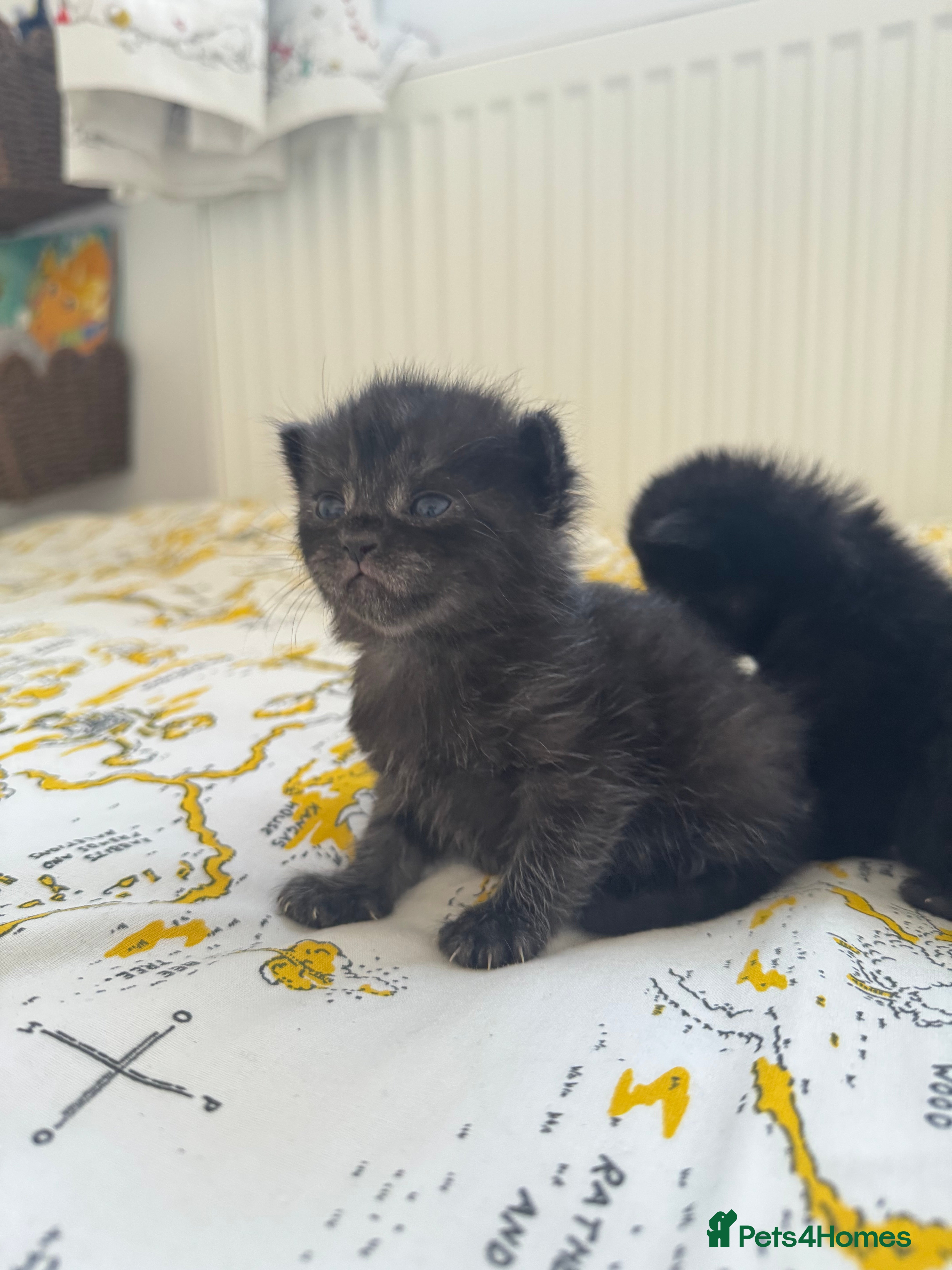 Persian cats for sale: Ash grey Persian kittens - Advert 17