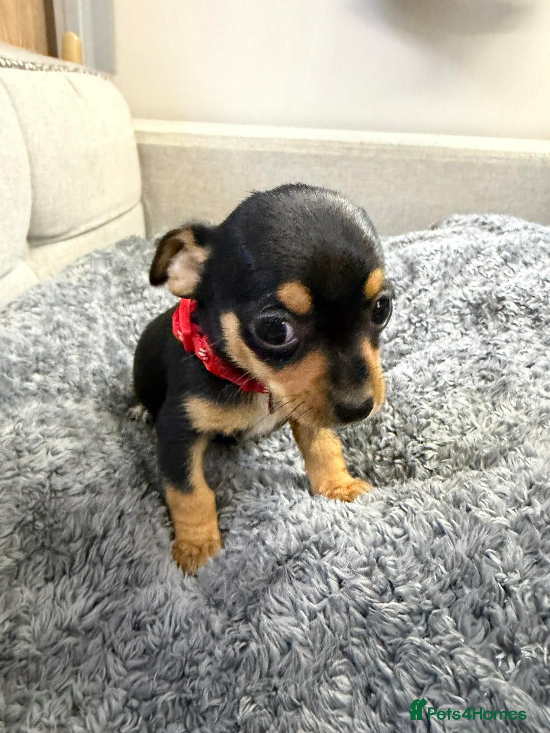 Chihuahua dogs for sale: CHIHUAHUA PUPPIES  - Advert 3