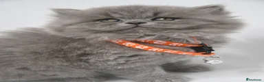 British Shorthair 5