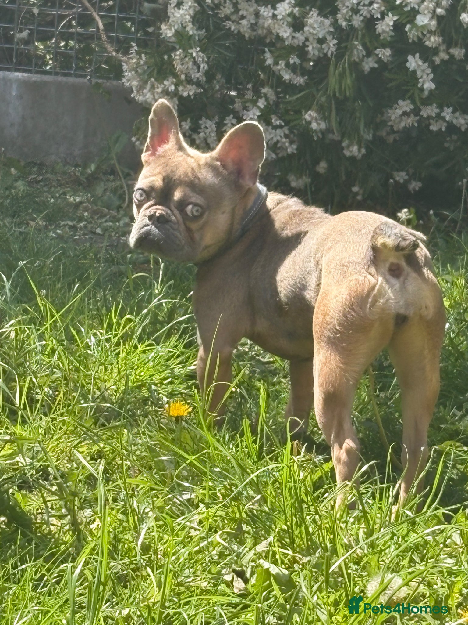French Bulldog dogs for sale: Female French bulldog - Advert 2