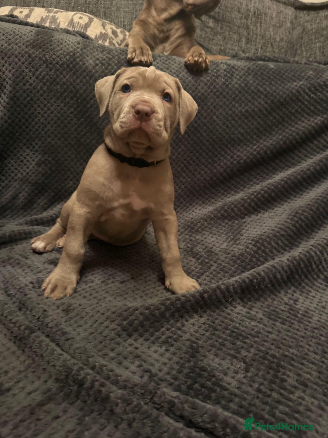 Mastiff dogs for sale: Neapolitan x Cane Corso Mix - Advert 30