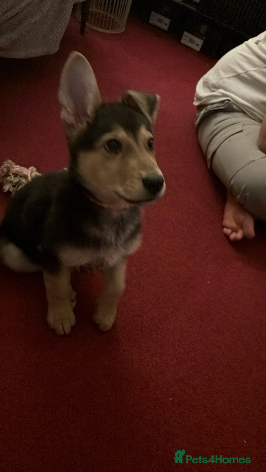 Mixed Breed dogs for sale: Urgent rehome needed for Axel. - Advert 4