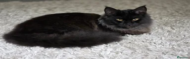 Lulu