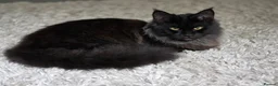 Maine Coon cats for sale: 8 month Maine coon girl  - Advert 1