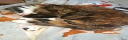 Mixed Breed cats for sale: Beautiful mixed kittens - Advert 9