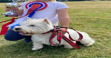 West Highland Terrier dogs - Advert 1