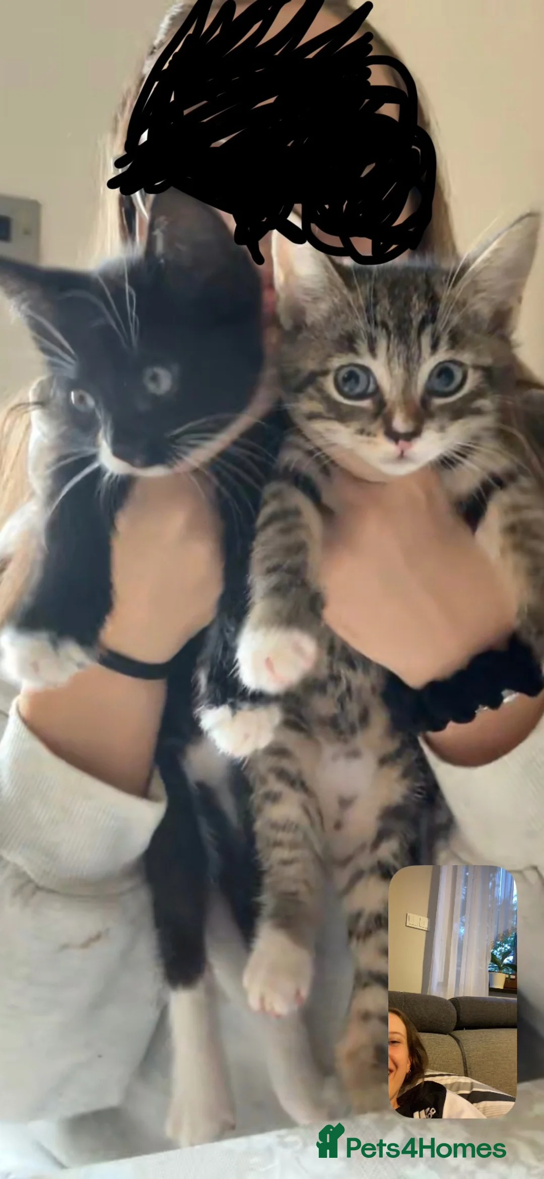 Mixed Breed cats for sale: 2 male kittens for sale - Advert 5
