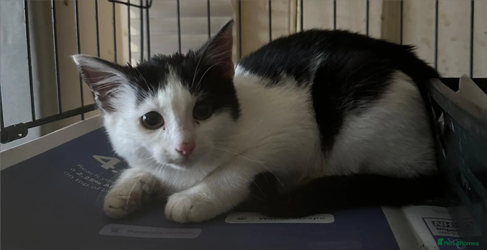 Mixed Breed cats Sweet Poppy looking for a home - Advert 1