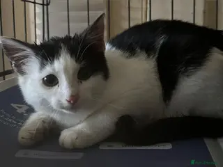 Mixed Breed cats Sweet Poppy looking for a home - Advert 1