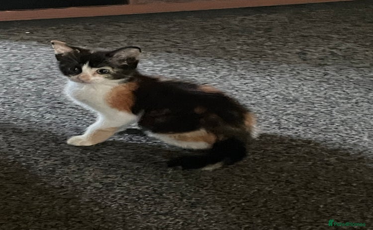 Domestic Shorthair cats - Advert 2