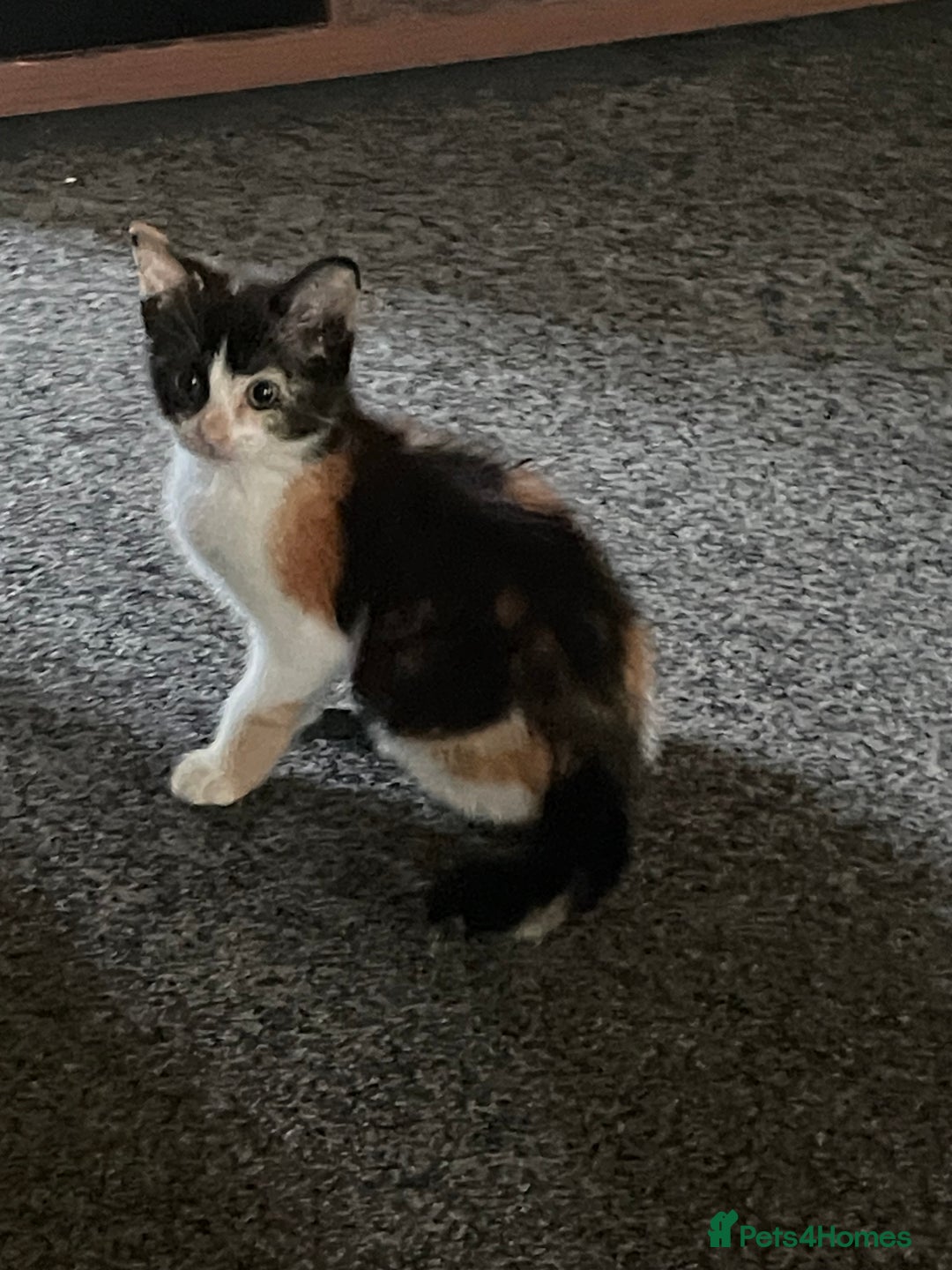 Domestic Shorthair cats for sale: Kittens ready for loving homes - Image 1