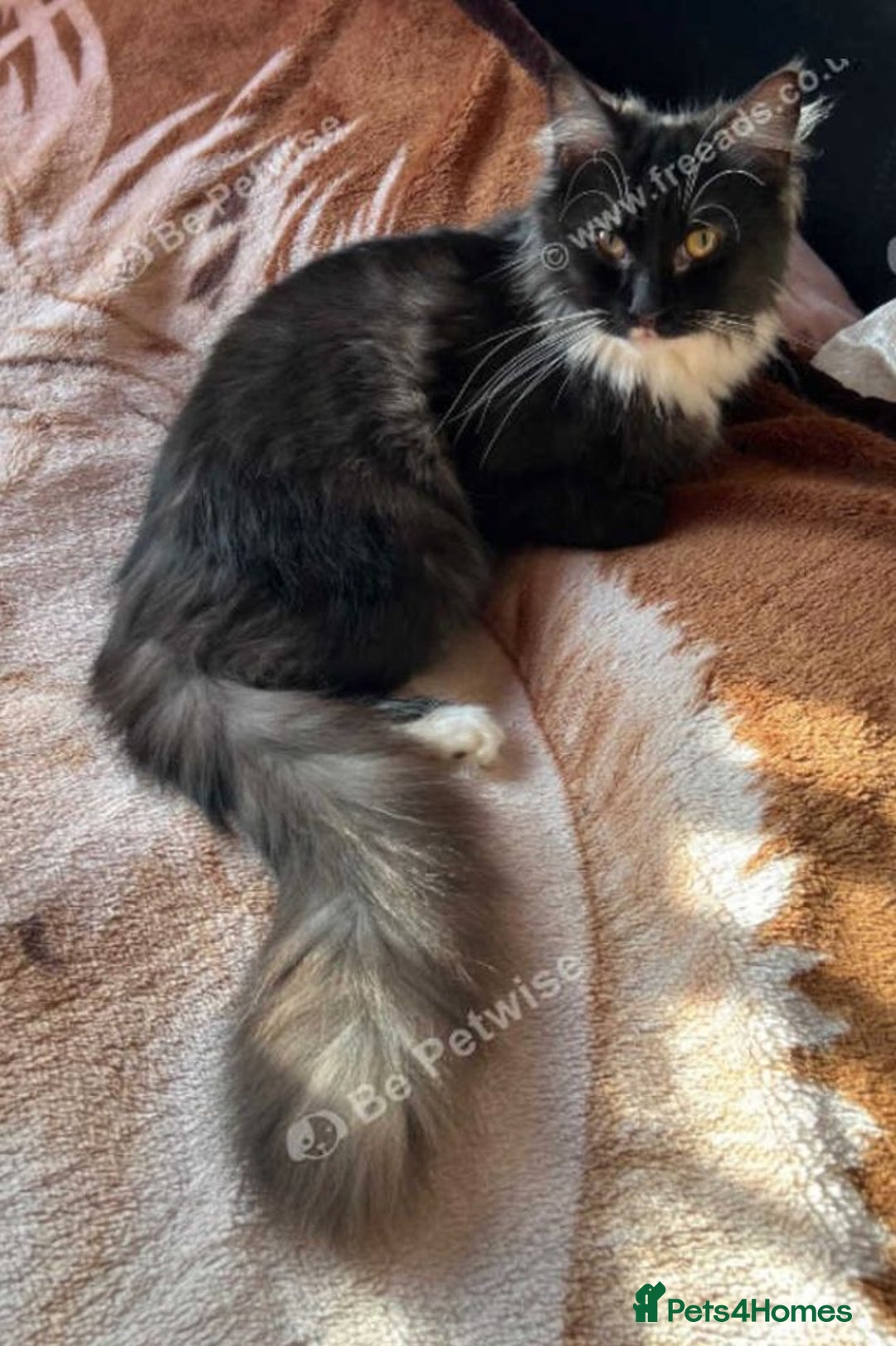 Mixed Breed cats for sale: Soft fluffy bundle of joy loving black and white - Advert 7