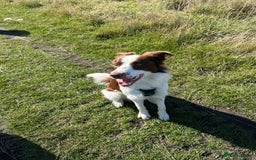 Border Collie dogs for sale: KC Reg Red Border Collie - Image 24