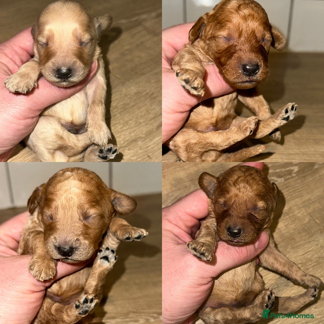 Goldendoodle dogs for sale: Miniature Goldendoodles - Ready Mid December  - Advert 8