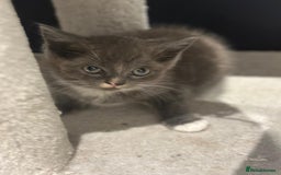 Ragdoll cats for sale: 4 kittens looking for new family  - Image 7