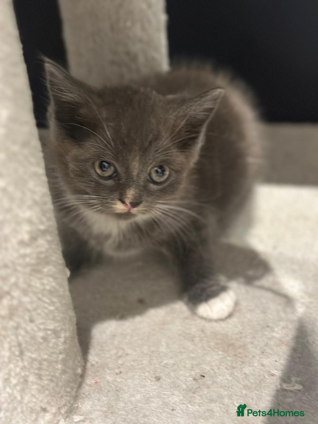 Ragdoll cats for sale: 4 kittens looking for new family  - Image 7