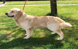Golden Retriever dogs for stud: Exceptional Proven Stud - Image 2