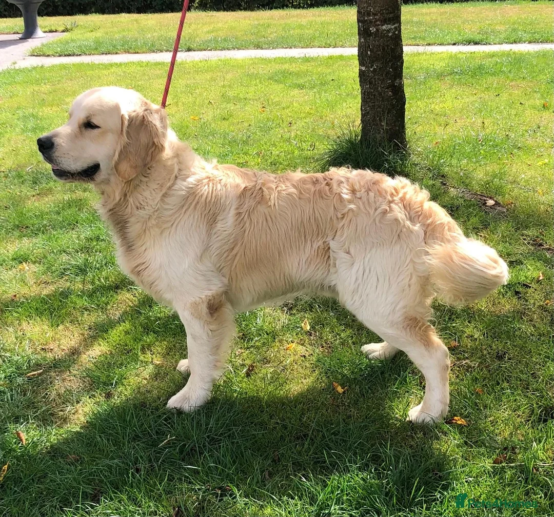 Golden Retriever dogs for stud: Exceptional Proven Stud - Advert 2