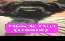 Labrador Retriever dogs for sale: Labrador Puppies for sale pedigree  - Image 15