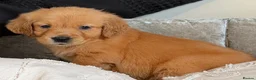 Golden Retriever dogs for sale: 8 gorgeous Golden Retriever puppies  - Advert 8