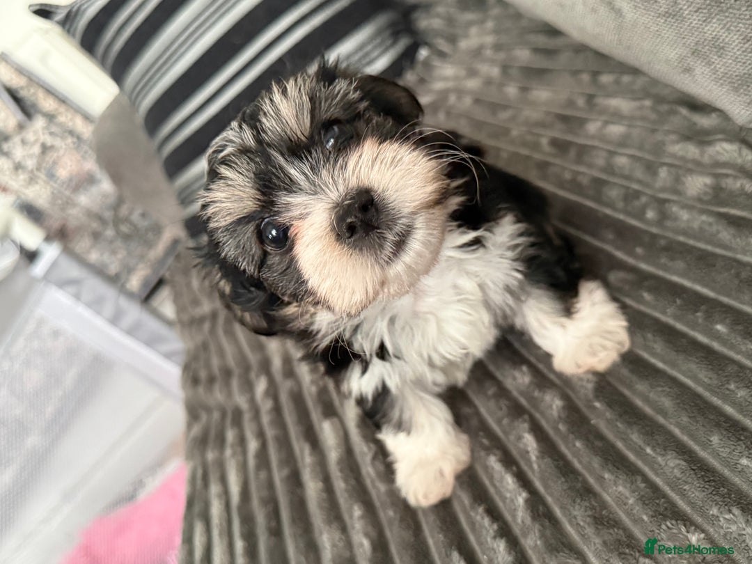 Morkie dogs for sale: Morkie puppies - Advert 9