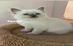 Ragdoll cats for sale: Pure breed ragdolls . Ready to leave SOON  - Image 26
