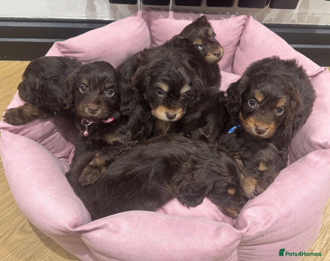 Cockapoo dogs for sale: Chocolate & Tan Cockapoo Puppies - Advert 7