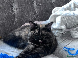 Ragdoll cats in Stevenage - Advert 30