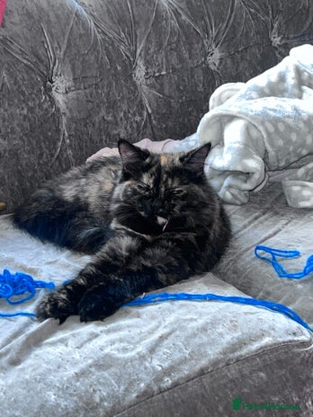 Ragdoll cats in Stevenage - Advert 14