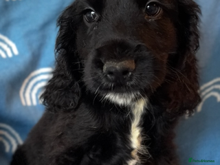 Cocker Spaniel dogs Cute cocker spaniels LAST 2 - Advert 6