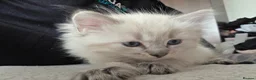 Mixed Breed cats for sale: Ragdoll x Siberian kittens - Advert 9