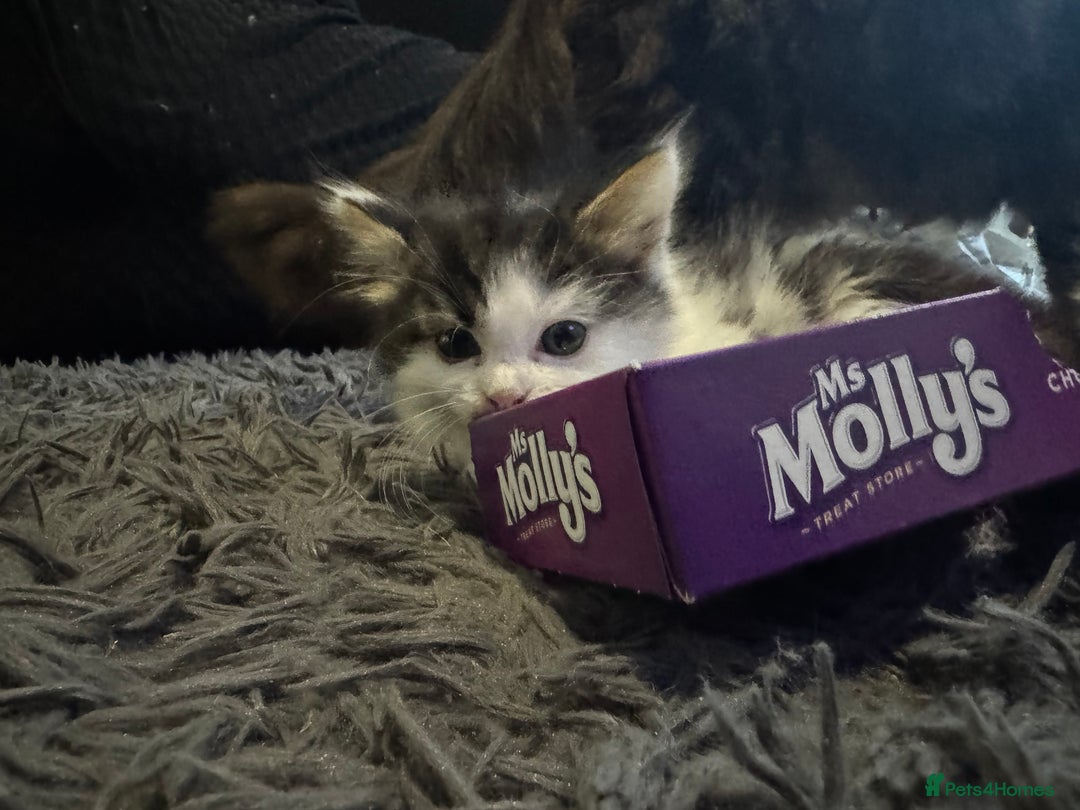 Mixed Breed cats for sale: Part Maine coon kittens - Advert 15
