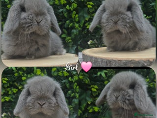 Mini Lop rabbits Mini lop babies ready 2nd dec - Advert 12