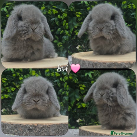 Mini Lop rabbits Mini lop babies ready 2nd dec - Advert 6