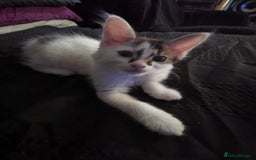 Mixed Breed cats for sale: 8 week old kittens for sale  - Image 5