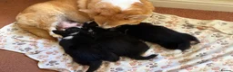 Welsh Corgi Pembroke dogs for sale: Quality Corgi pembroke  available for loving homes - Advert 2