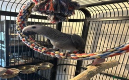 Parrots birds for sale: Hand Reared Baby African Greys  - Image 4