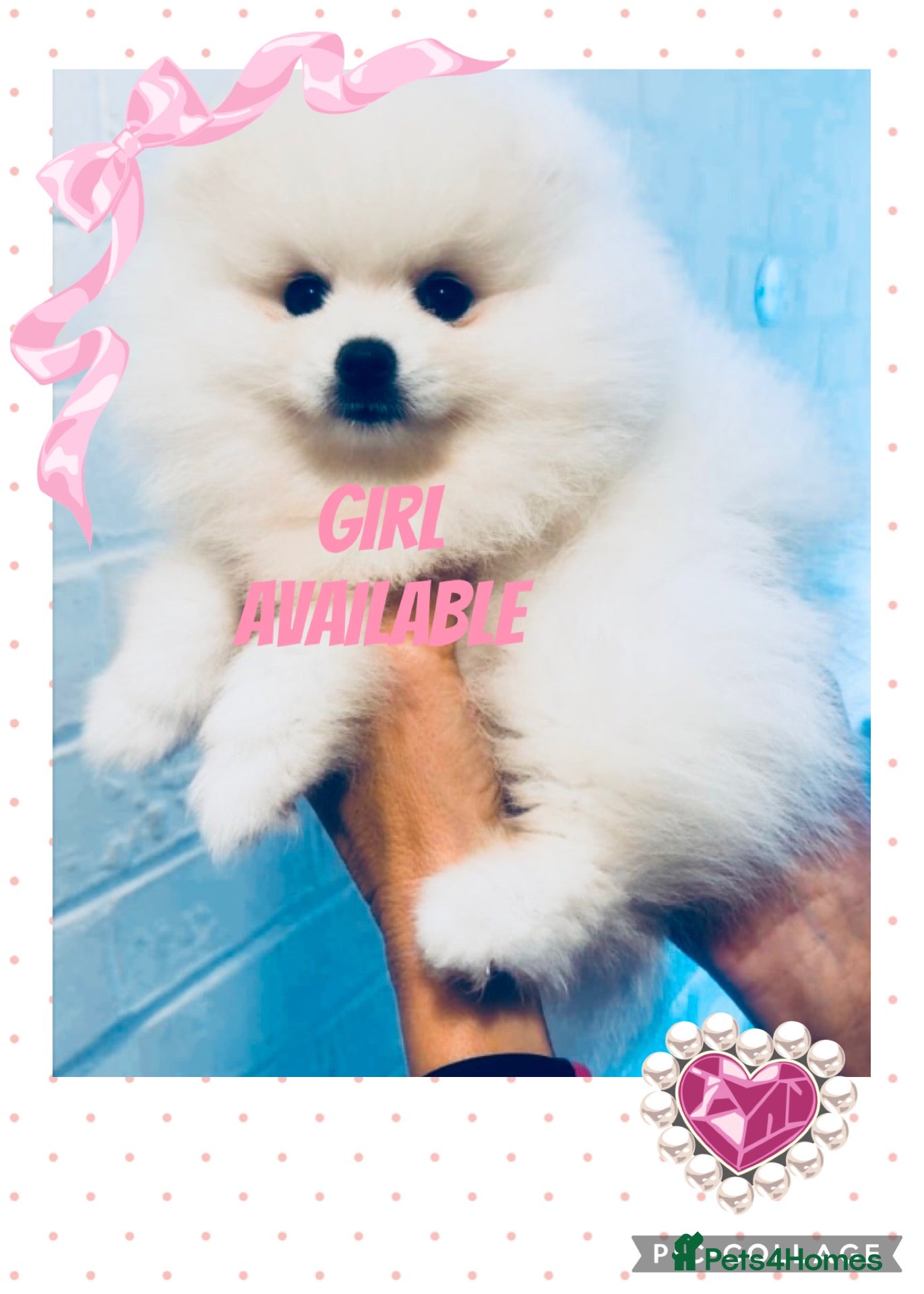 Pomeranian dogs Gorgeous White Kc , Ready now x - Advert 3