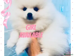 Pomeranian dogs Gorgeous White Kc , Ready now x - Advert 3