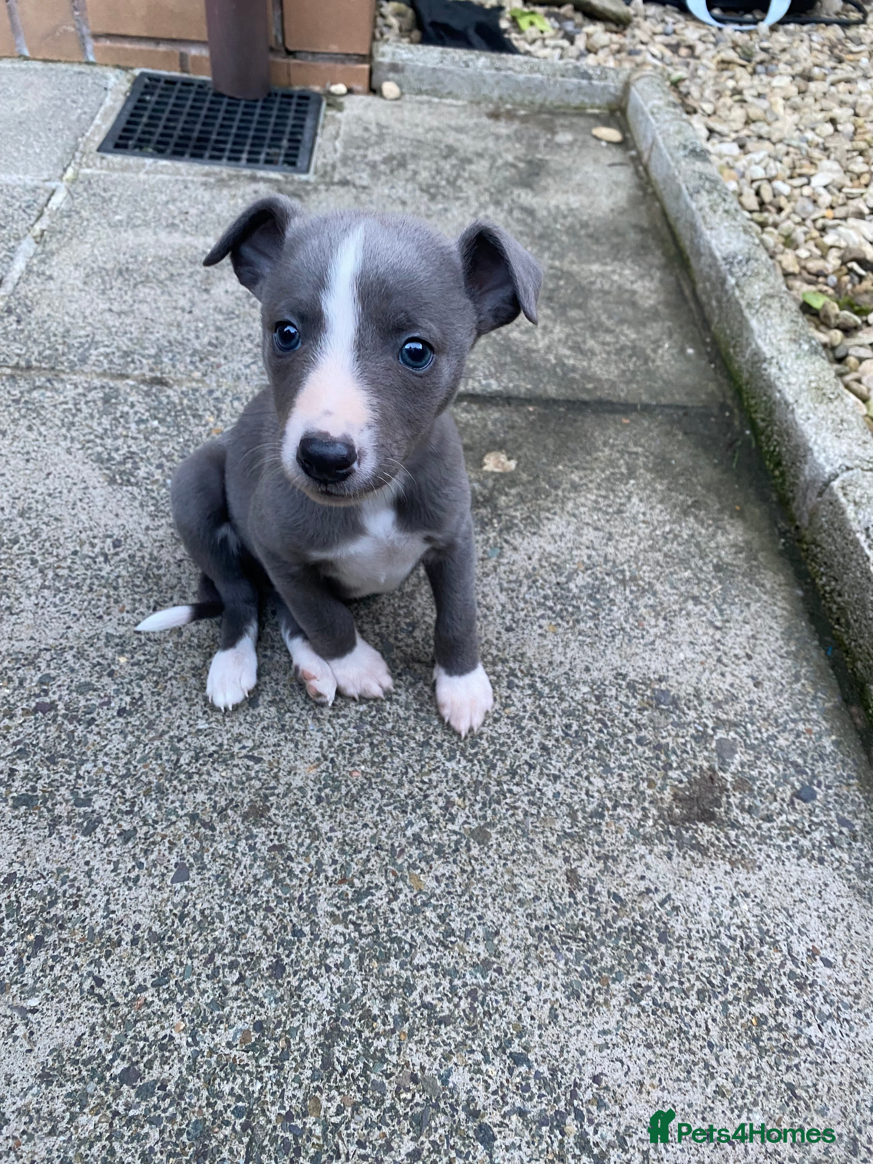 Whippet dogs KC Reg Whippet  - Advert 2