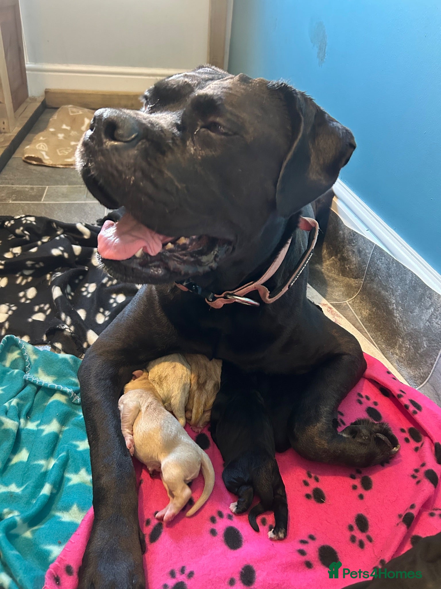 Cane Corso dogs CANE CORSO PUPPIES LOOKING FOR THEIR FOREVER HOMES - Advert 1