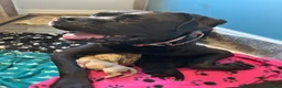 Cane Corso dogs for sale: CANE CORSO PUPPIES LOOKING FOR THEIR FOREVER HOMES in Carlisle - Advert 1