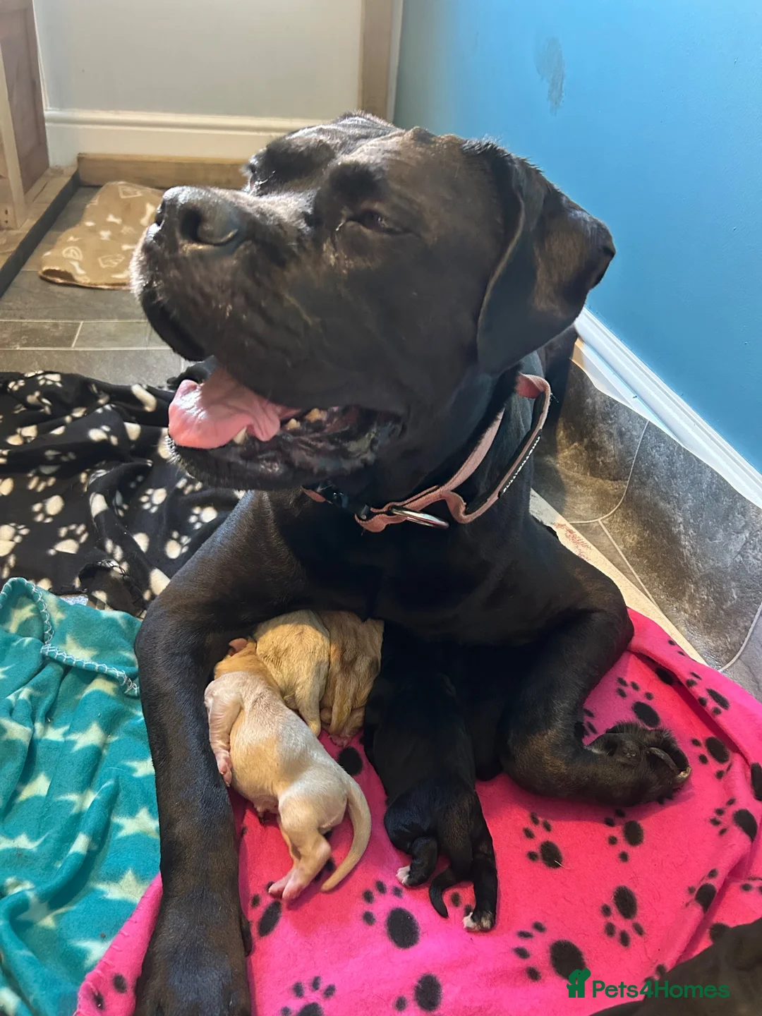 Cane Corso dogs for sale: CANE CORSO PUPPIES LOOKING FOR THEIR FOREVER HOMES in Carlisle - Advert 1