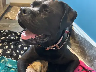 Cane Corso dogs CANE CORSO PUPPIES LOOKING FOR THEIR FOREVER HOMES - Advert 6