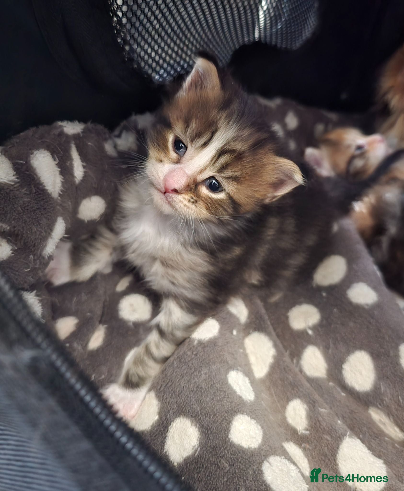 Maine Coon cats Beautiful Maine Coon Kittens  - Advert 1