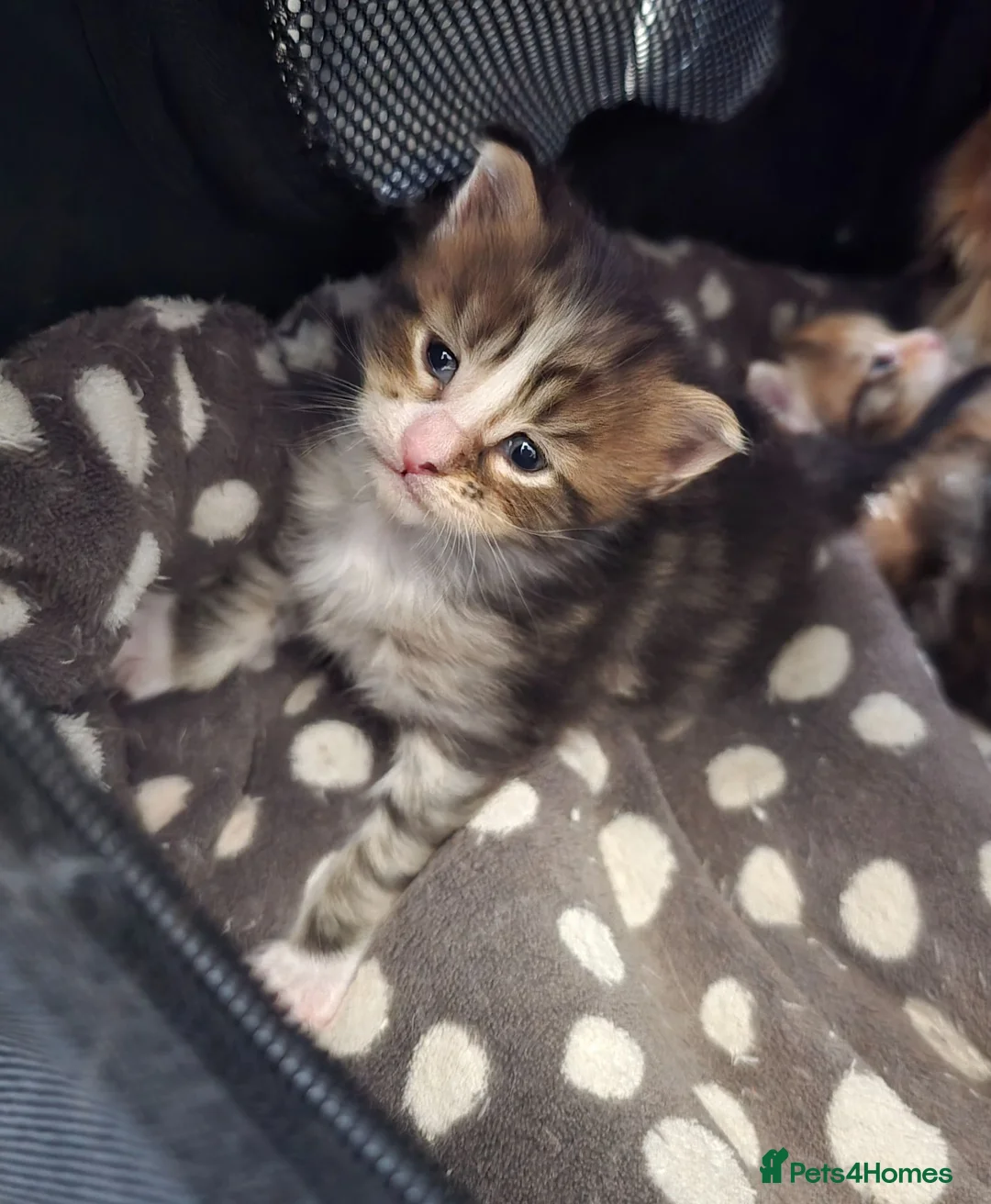 Maine Coon cats for sale: Beautiful Maine Coon Kittens  - Advert 2